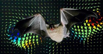 A bat in mid-flight in a fog chamber. Unlike birds that generate lift only when flapping downward, bats flex their wings to create thrust both on their downstrokes and upstrokes