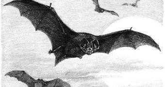 Drawing showing the barbastelle bat