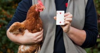 Rescued battery hen learns to count