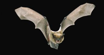 Big brown bat (Eptesicus fuscus)
