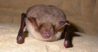Image showing a bat of the type used in the new study