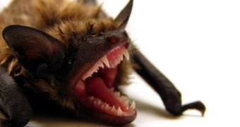 The brains of bats can make some neurons silent and others 'yell louder', so that certain sounds can be heard above background noise.