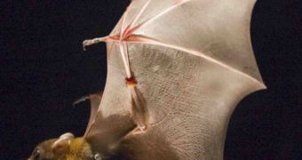 By folding their wings in toward their bodies on the upstroke, bats use 35 percent less energy and reduce aerodynamic drag,  compensating for heavier, more muscular wings