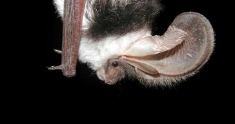Side view of insect-eating spotted bat (Euderma maculatum) in New Mexico