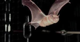 Bat flying through the test chamber set up by the UB team