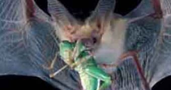 Pallid bat (Anthozous pallidus)