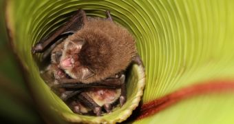 Some bats use leaves to channel sounds, hear their friends better