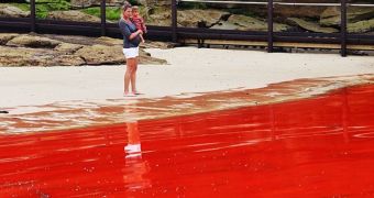 Several beaches in Australia turn blood red (click to see image)