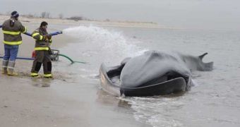 Whale dies despite efforts to save it