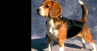 Beagle (not pictured) is reunited with his family after 41 days