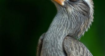 Keratin deficiencies affect many wild bird species in Alaska and the Northwestern United States