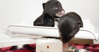 Bear cubs are rescued by a volunteer firefighter in South Carolina