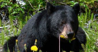 Black bear enters house in Alaska, eats cupcakes intended for 1-year-old's birthday party