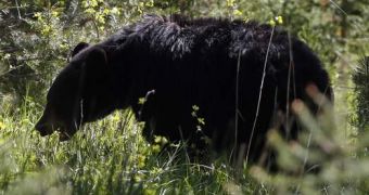 Bear Mauls Man in Alaska, He Could Face Charges for Feeding It