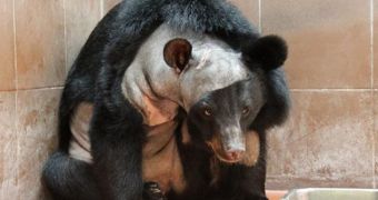Bear Named Champa Is the First to Ever Undergo Brain Surgery