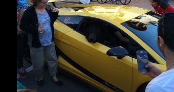 A real bear riding in the passenger seat of a Lamborghini causes a traffic jam