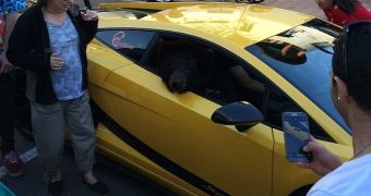 photo of the bear riding in the passenger seat of a yellow Lamborghini