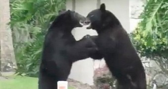 Bears Filmed Battling It Out in New Jersey Suburb