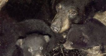Black bear female with cubs in her den