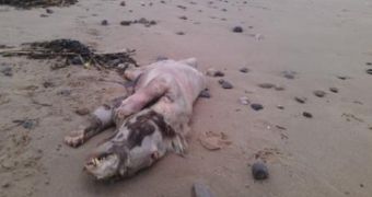 A mysterious animal is found on a beach in Wales