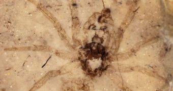 A photo of the stunningly preserved, 165-million-year-old fossil found in China