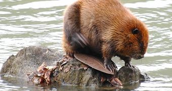 Wild beavers appear to be making a comeback in England