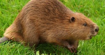 A beaver bites a man in Belarus, kills him