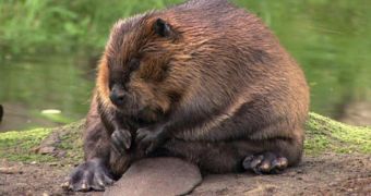 Beavers appear to be making a comeback in Britain