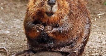 The beaver is a natural ecosystem engineer.