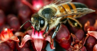 Bee colonies are attacked by a virus and a fungus in North America