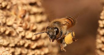 Honeybee carrying pollen inside its pollen basket, on its way back to a hive in Tanzania, Africa