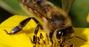 Bee-Harming Pesticides Now Banned in the EU