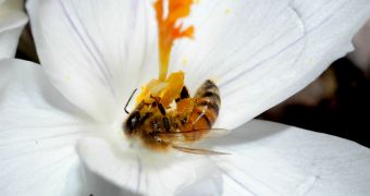 Queen bees do not have hind leg structures whose development is coded by the Ubx gene