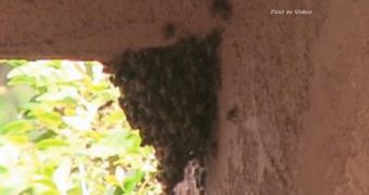 Bees attack a dog as a tree is being cut down