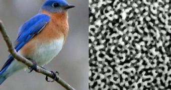 Prum has discovered that the nanostructures that produce some birds' brightly colored plumage, such as the blue feathers of the male Eastern Bluebird, have a sponge-like structure