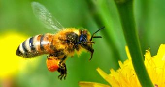 Airbus is using bees to monitor its environmental footprint