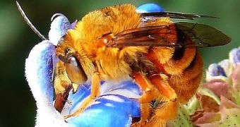 The bees perceived warmth as an important reward in addition to the nutritious nectar that they collect from flowers