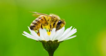 Bees can also become addicted to caffeine, study finds