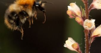 Bees Resolve a Complex Mathematical Problem Daily