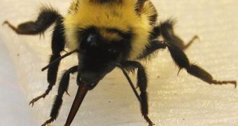 Researchers find bees get the sweetest nectar by dipping their tongues into the viscous syrup. Pictured is a bumblebee drinking from a sucrose-soaked surface