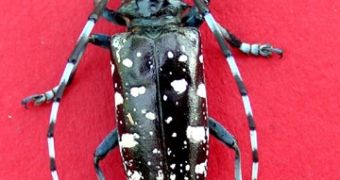 A preserved Asian longhorned beetle, the insect that caused the state of New England to declare national emergency