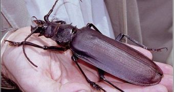 World's largest beetle: Titanus giganteus
