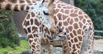 Keepers at Belfast Zoo in the UK announce the birth of an adorable baby giraffe