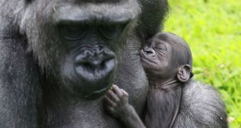Belfast Zoo announces the birth of a baby Western Lowland gorilla