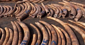 Belgium announces plans to destroy its ivory stockpile this coming April 9