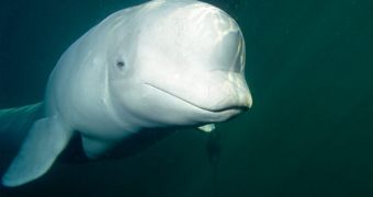 Beluga whales in Alaska were finally added to the Endangered Species Act, despite strong opposition from Sarah Palin