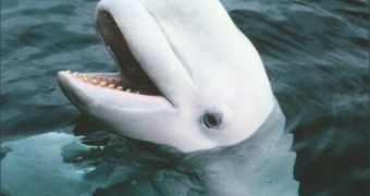 Beluga Whale Learns to Mimic Human Speech