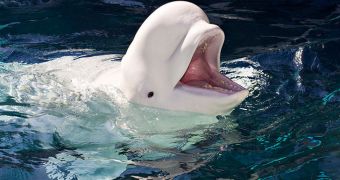 Beluga whale living in captivity at SeaWorld San Antonio dies, cause of death is still unknown