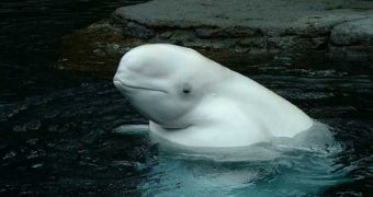 Beluga whales in Japan have been taught how to paint
