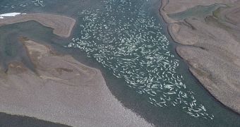 Photographer snaps picture of beluga whales swimming around Canada's Somerset Island